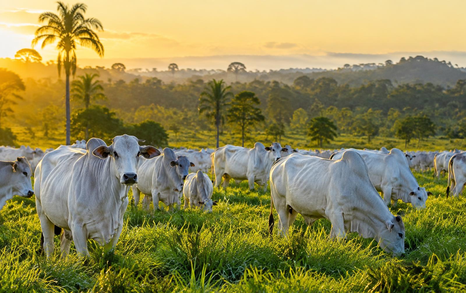 Gado Nelore em pastagem de Rondônia ao amanhecer